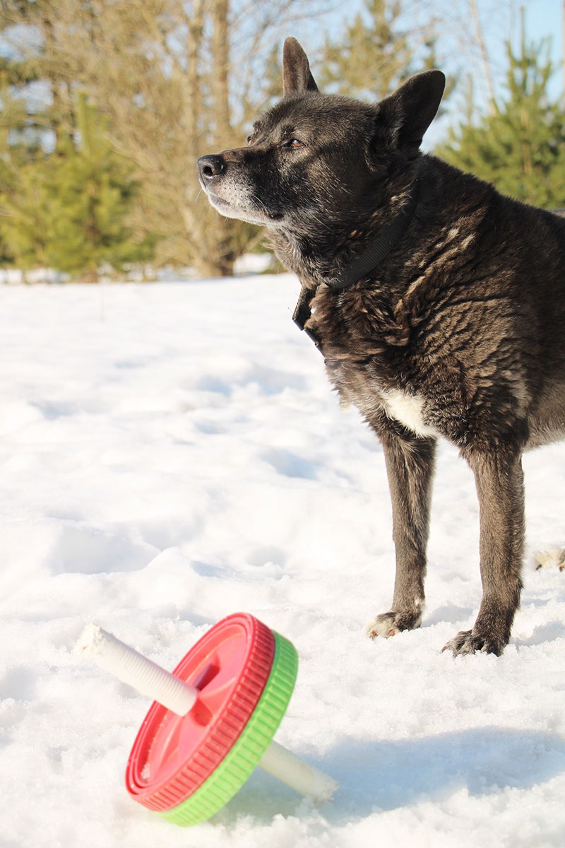 Сотрудники «ЛокоТех-Сервиса» поддержали приют «Ковчег»
